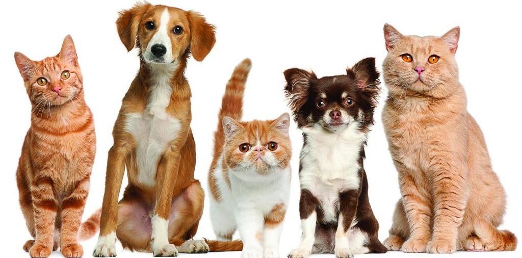 Доска объявлений о животных | ЗооТом - продажа, вязка и услуги для животных в Аше
