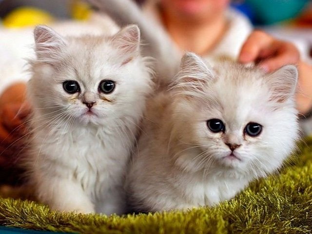 Породы кошек в Аше | ЗооТом портал о животных