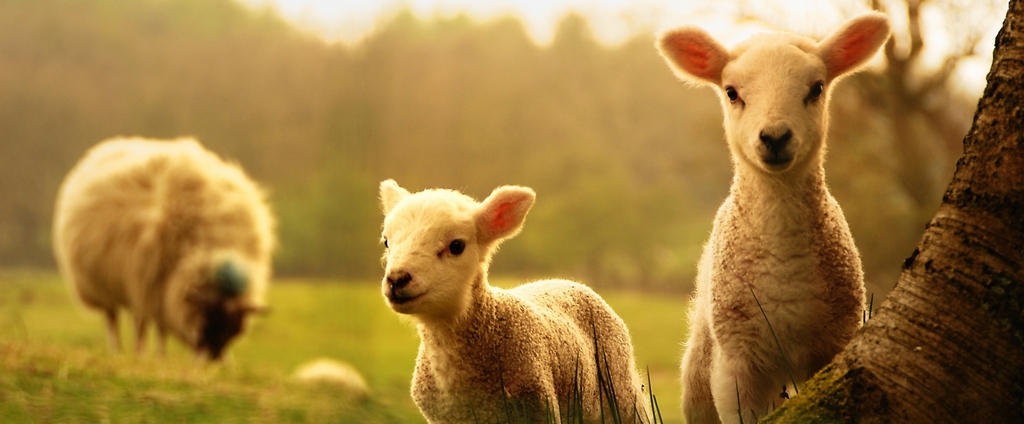 Объявления о сельскохозяйственных животных | ЗооТом - продажа, вязка и услуги для животных в Аше