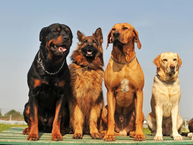 Крупные породы собак в Аше | ЗооТом портал о животных